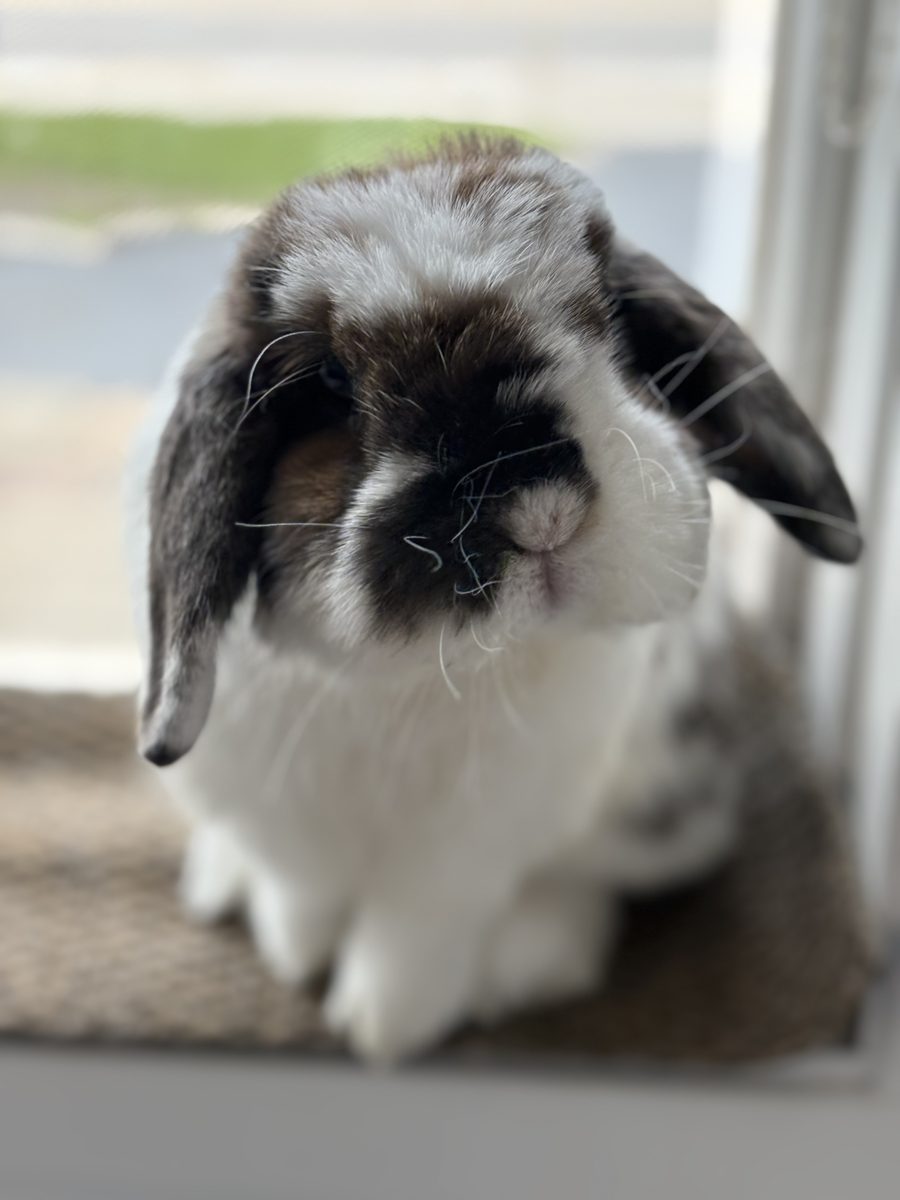 Cannelle